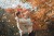 Ottawa-fall engagement-photography-Eva-Hadhazy-